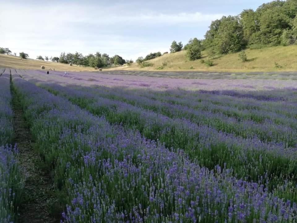 B&B I Girasoli Monte San Pietro Eksteriør billede