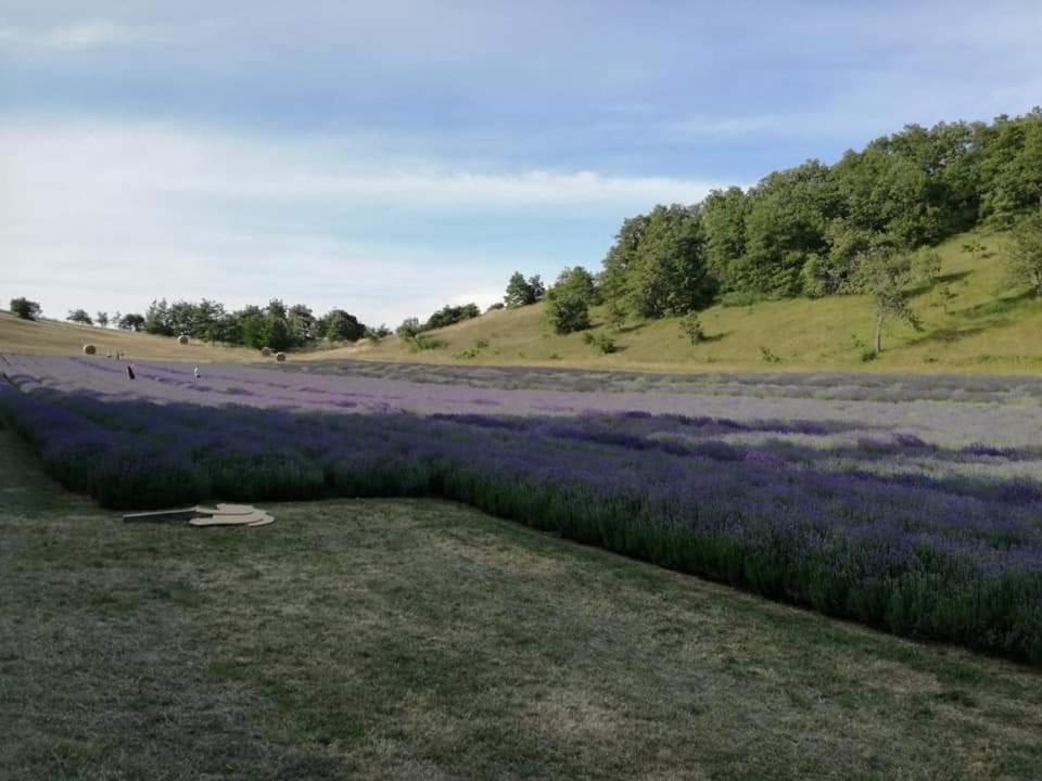 B&B I Girasoli Monte San Pietro Eksteriør billede