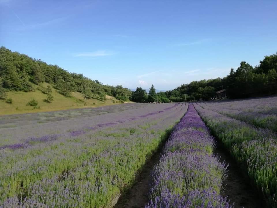 B&B I Girasoli Monte San Pietro Eksteriør billede